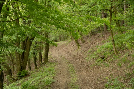 erdő